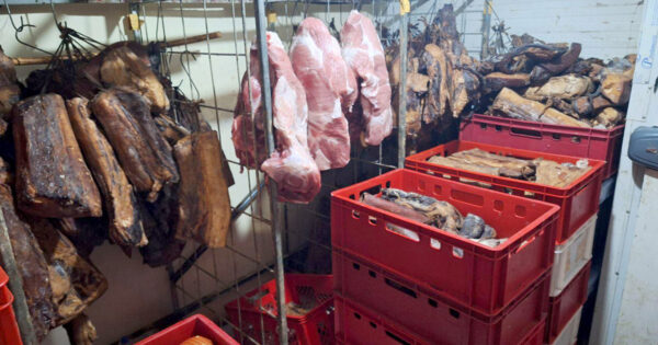 Foto: mojnovisad.com