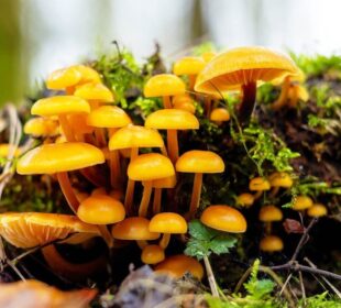Foto: earth.com
