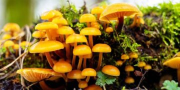 Foto: earth.com