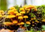 Foto: earth.com