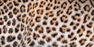 Foto: popsci.com