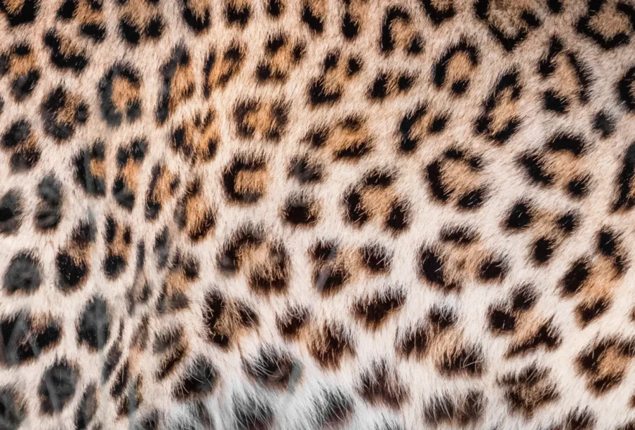 Foto: popsci.com