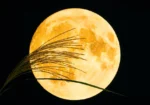 Foto: Shironagasukujira / Shutterstock