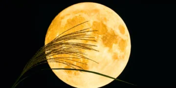 Foto: Shironagasukujira / Shutterstock