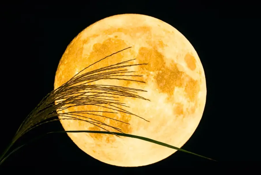 Foto: Shironagasukujira / Shutterstock