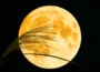 Foto: Shironagasukujira / Shutterstock